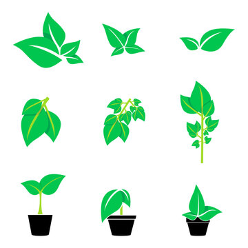 ilustraciones de hojas verdes en diferentes posiciones para composiciones de logos o posteo