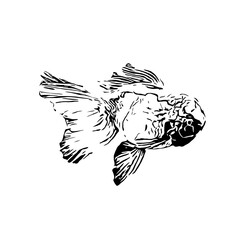 black and white drawing sketch of a goldfish with a transparent background