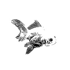black and white drawing sketch of a goldfish with a transparent background