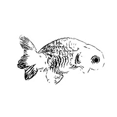 black and white drawing sketch of a goldfish with a transparent background