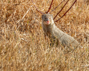 A Mongoose standing high and looking into camera