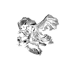 black and white drawing sketch of a goldfish with a transparent background