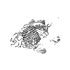 black and white drawing sketch of a goldfish with a transparent background