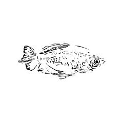 black and white drawing sketch of a goldfish with a transparent background