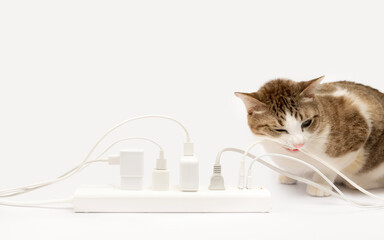 The tabby is biting the wires. electrical plug full of power.Dangers of short circuits from...