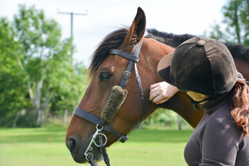 Close up shot of female rider checking the bridle of her bay horse ensuring it is tacked up...