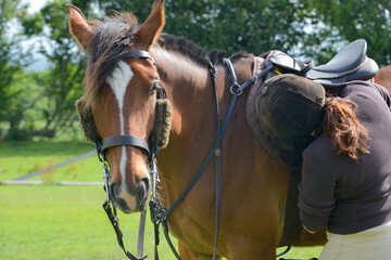 Close up shot of young female rider checking and tightening the girth of her bay horse in...