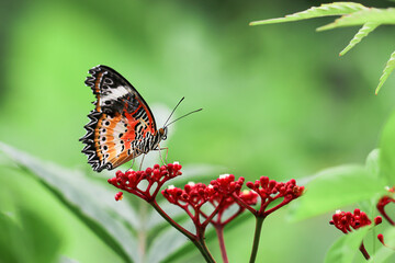 Fototapeta na wymiar monarch butterfly on flower. Image of a butterfly Monarch on red flower with green blurry background. Nature stock image of a closeup insect. Most beautiful imaging of a wings butterfly on flowers.