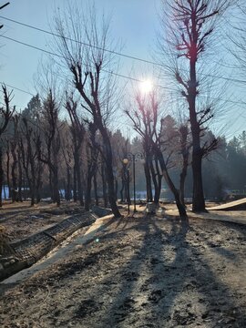 Betaab Valley Srinagar Trees View