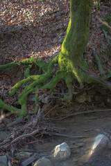The forest 