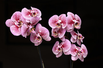 Phalaenopsis amabilis. Orchidea tigrata bianca e purpurea.