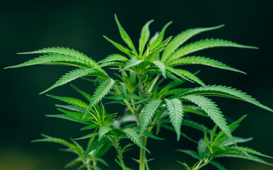Fototapeta na wymiar growing marijuana plant