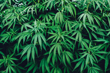 cannabis leafs background