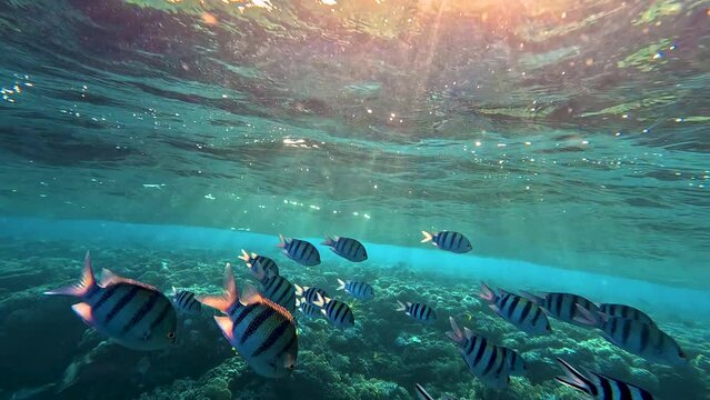 Lively coral reef teeming with life during sunset, sun shining through surface