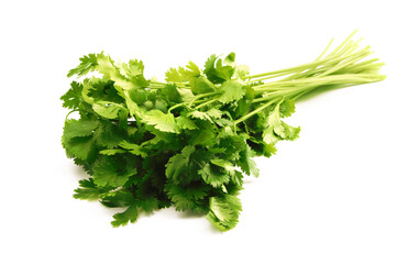 Fresh cilantro bunch on white background.