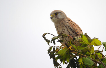 Common Kestrel (Falco tinnunculus) sitting on a tree