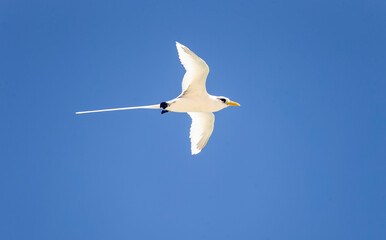 White Tailed Tropicbird (Phaethon lepturus).at Cousin Island, Seychelles, Indian Ocean, Africa