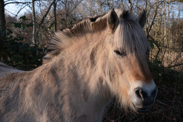 Forequarters of a Fjord Horse or Norwegian Fjord Horse in a sunny forest in winter