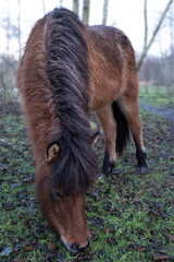 Brown Icelandic horse or Icelander grazes in a barren meadow with lots of autumn leaves. Front view, focus on the mane