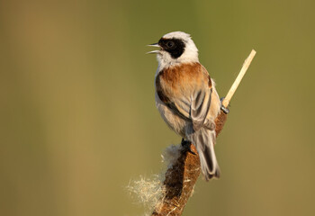 Penduline tit ( Remiz pendulinus ) - male
