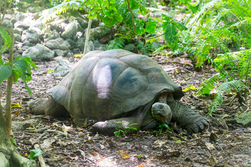 Naklejka premium An Aldabra giant tortoise (dipsochelys gigantea), Cousin Island, Seychelles, Indian Ocean, Africa