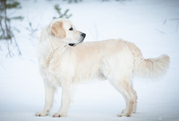Beautiful golden retriever posing for pictures in winter.