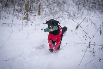 Beautiful flat-coated retriever carrying a training dummy	 in winter.