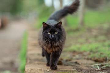 Naklejka na ściany i meble flurry black cat with yellow eyes walking in the garden, looks at the camera