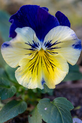 pensée bleue et jaune © Pascal Cointe
