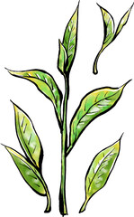 「茶葉（ちゃば）」の手書きイラスト（筆書き墨絵風）