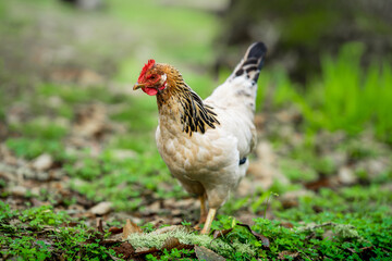 close up. white hen in a green  field