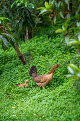brown hen and a chicken walking free in the field. vertical composition