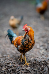 vertical composition . brown hen walking in the ground