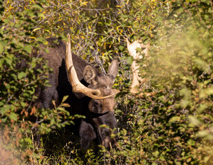 Fototapeta na wymiar Bull Moose Hiding in Thick Brush in Wyoming in Autumn