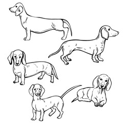  Dachshund. Sketch  illustration.