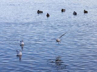 seagull in flight at a lake