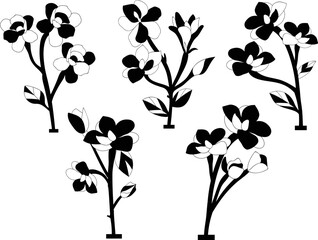Magnolia Flower isolated vector Silhouettes 