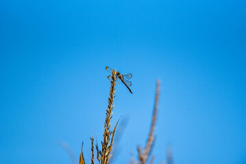 dragonfly on wheat