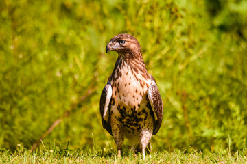juvenile hawk on the lawn