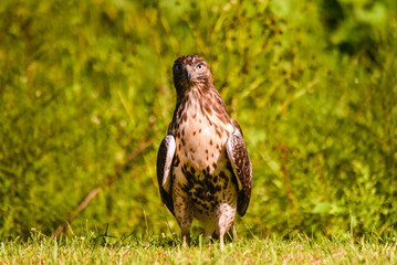juvenile hawk on the lawn