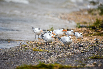 royal terns bracing against the wind on the shore