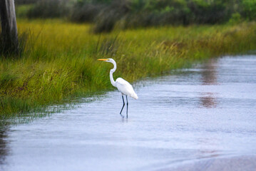 great egret in a swamp