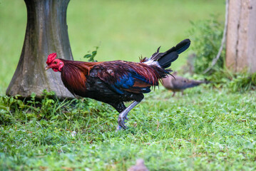 rooster in the grass