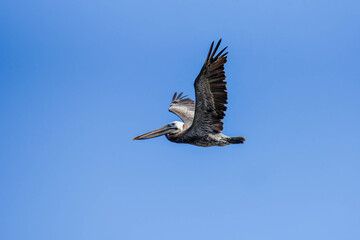 pelican flying in the sky