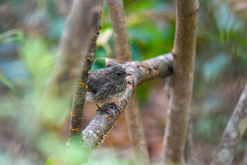 Naklejka na ściany i meble juvenile bird on a branch