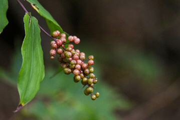 speckled Japanese berries