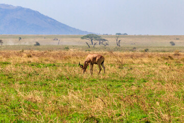 Coke's hartebeest (Alcelaphus buselaphus cokii) or kongoni in Serengeti national park in Tanzania, Africa
