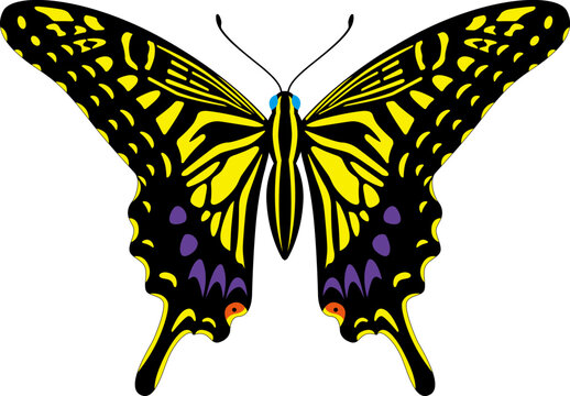 あげは蝶 の画像 5 446 件の Stock 写真 ベクターおよびビデオ Adobe Stock