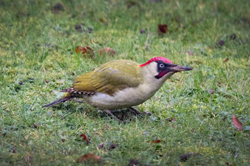 Green woodpecker on Christmas day
