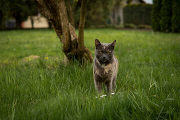 Fototapeta premium Gray cat in garden